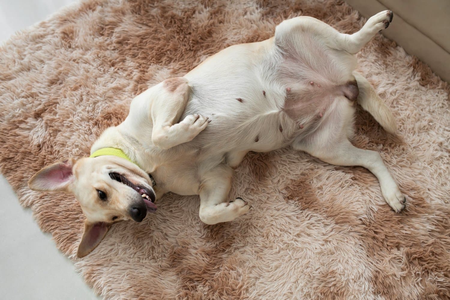Pet Stain & Odour Removal